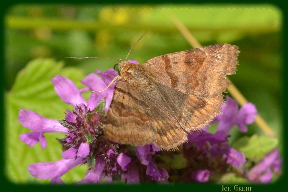 Euclidia glyphica - közönséges nappalibagoly
