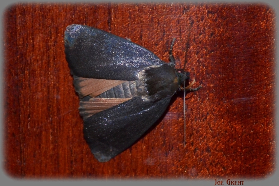Amphipyra livida - zsírfényű bagoly