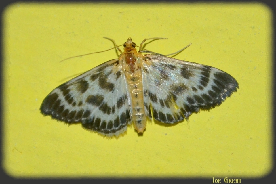Anania hortulata - tarka csalánmoly