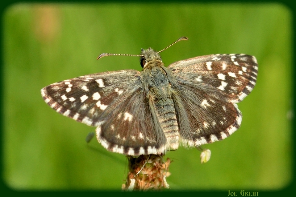 Pyrgus malvae - kis busalepke