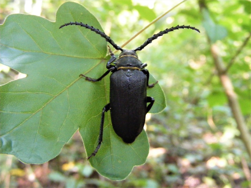 Prionus coriarius - csőszcincér