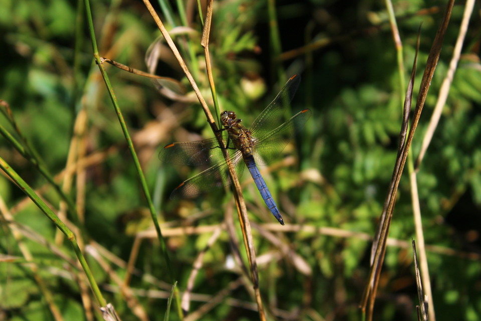 Orthetrum coerulescens - karcsú pásztorszitakötő