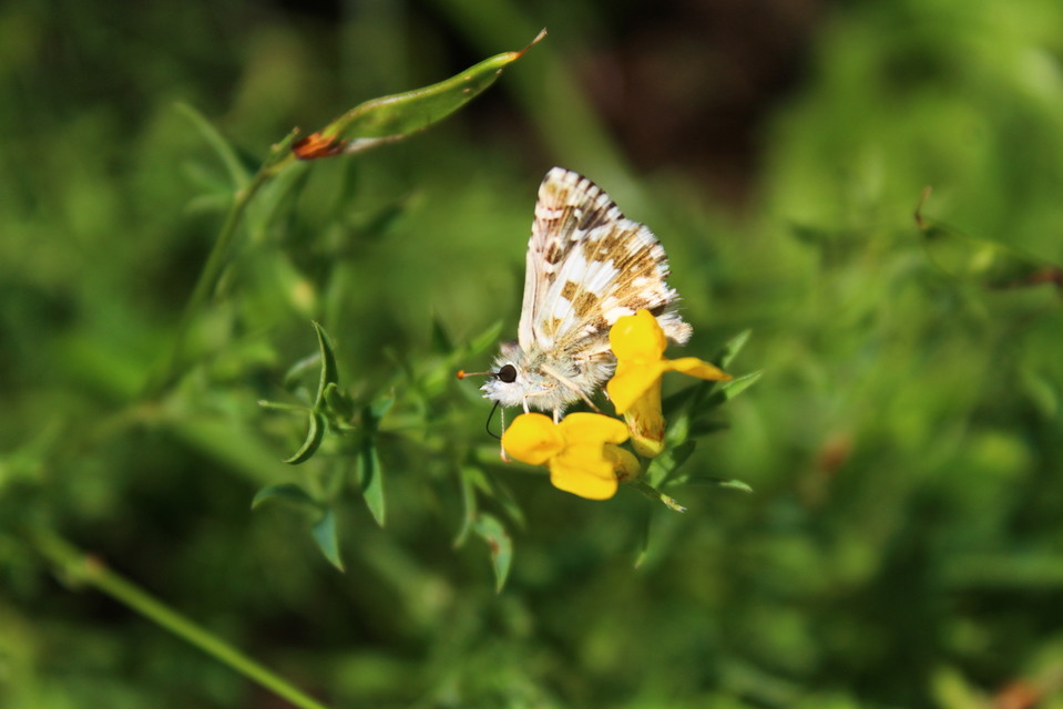 Pyrgus armoricanus - feles busalepke