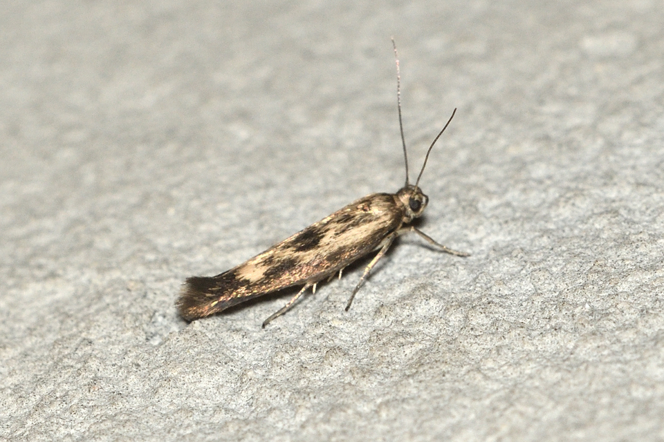 Scythris limbella - parajfonó zöldmoly