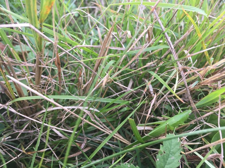 Ruspolia nitidula - nagy kúpfejűszöcske