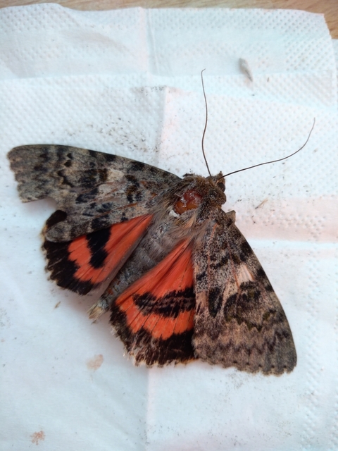 Catocala elocata - közönséges övesbagoly
