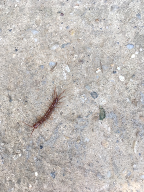 Lithobiidae