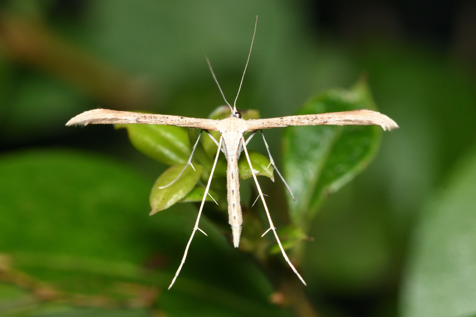 Emmelina monodactyla/argoteles