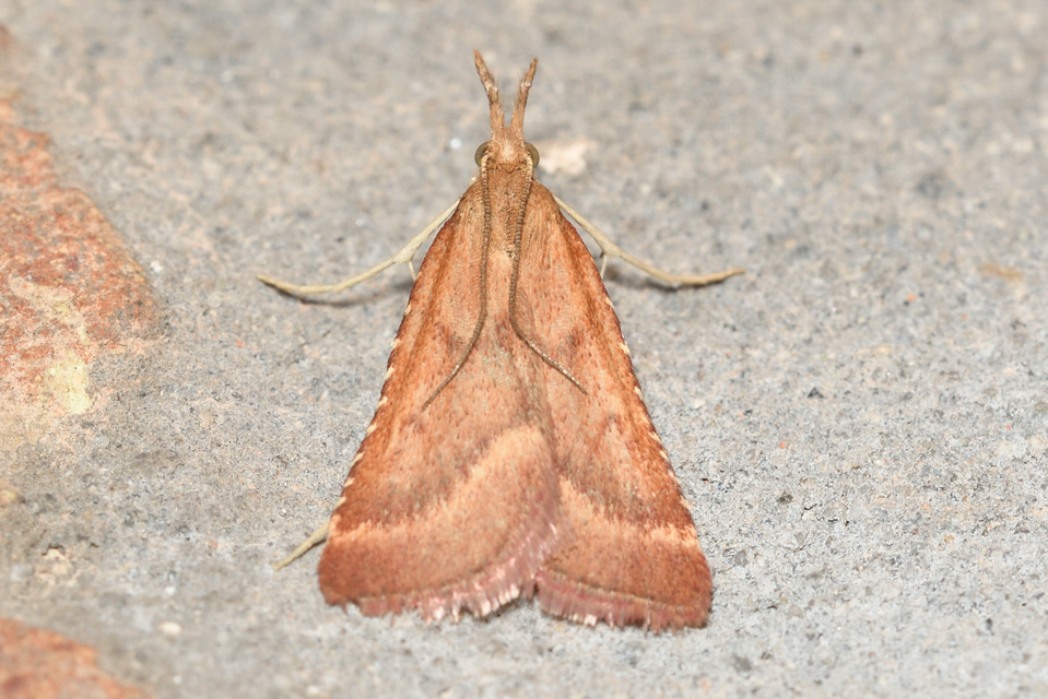 Synaphe punctalis - hosszúlábú fényilonca