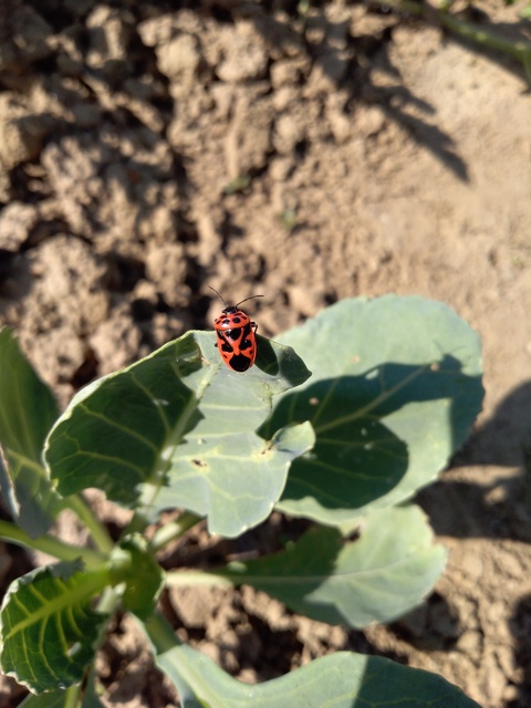 Eurydema dominulus Eurydema dominulus
