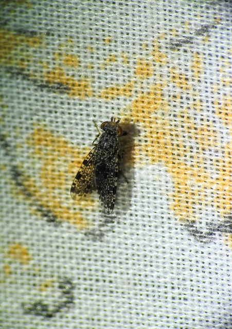 Callopistromyia annulipes - pávalégy