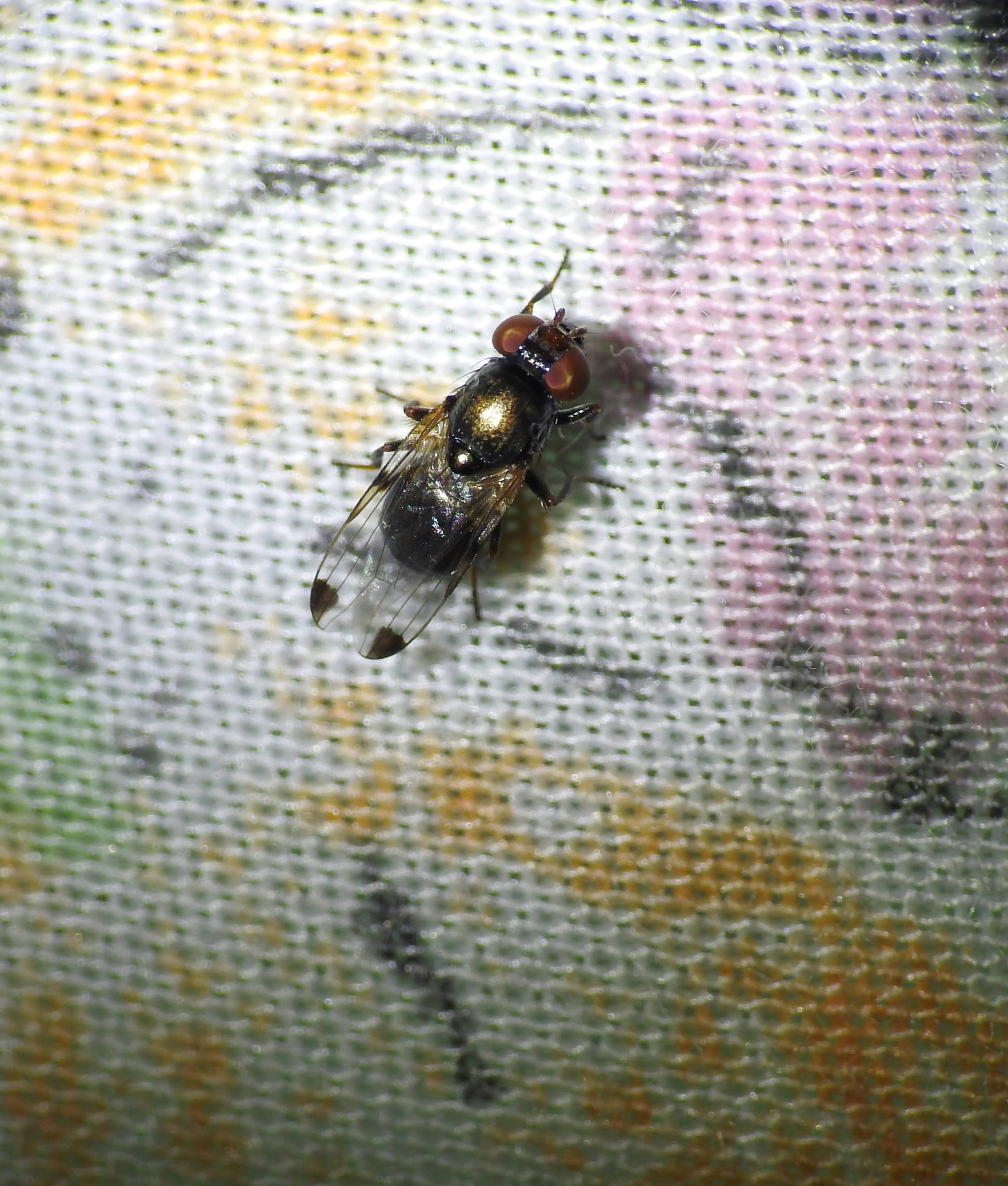 Euxesta pechumani