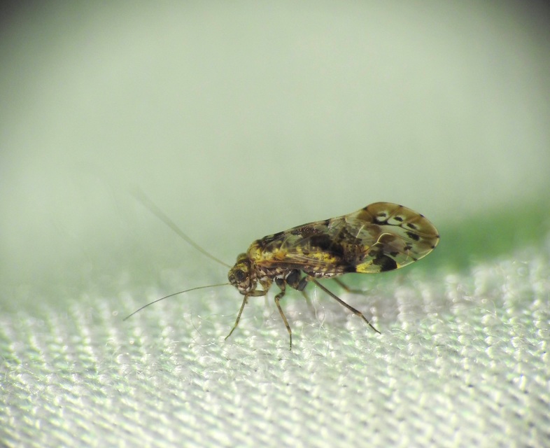 Psocoptera - Fürgetetvek