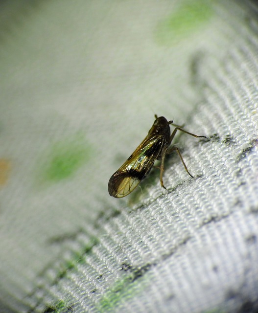 Euides basilinea