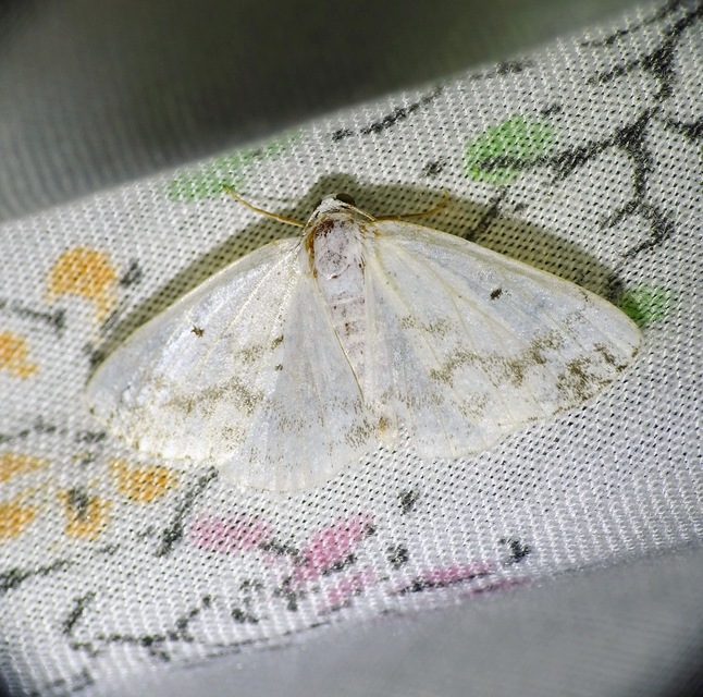 Lomographa temerata - foltos fehéraraszoló