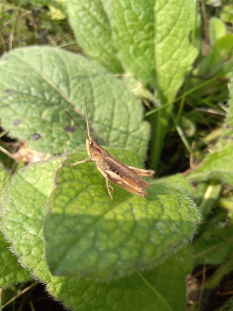 Chorthippus (Chorthippus) (subgenus)