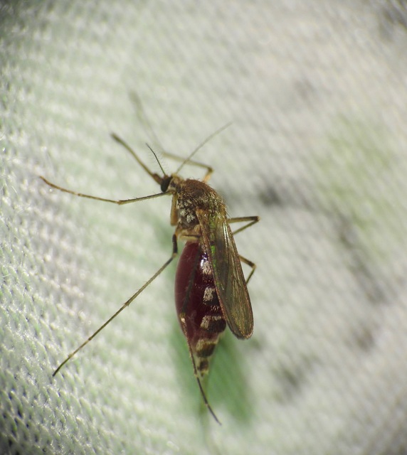 Culicidae - csípőszúnyogok