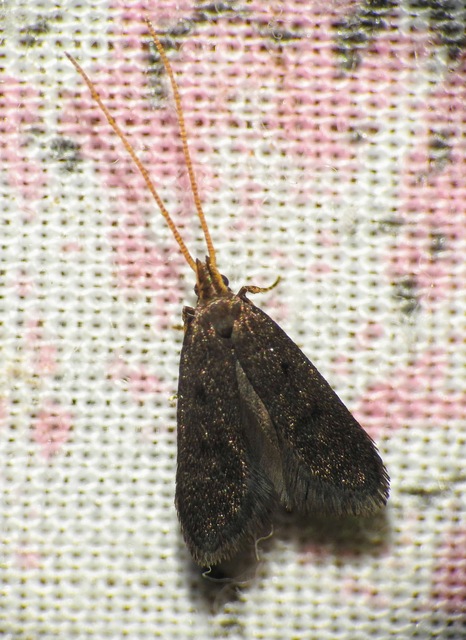 Lecithoceridae - hindumolyfélék