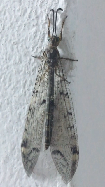 Distoleon tetragrammicus - négyfoltos hangyaleső