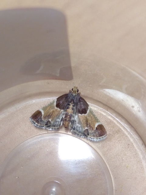 Pyralis farinalis - lisztilonca