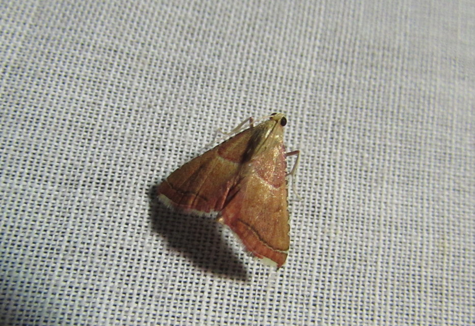 Endotricha flammealis - tüzesszárnyú fényilonca