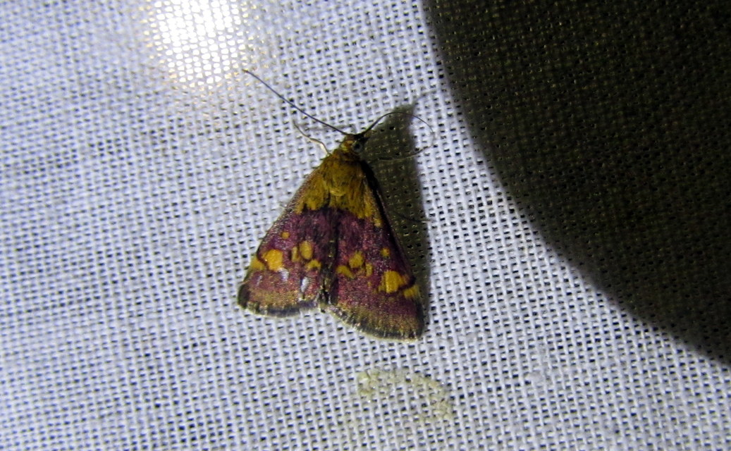 Pyrausta aurata - aranyló bíbormoly