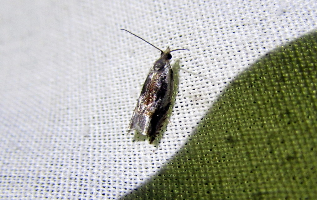 Ancylis