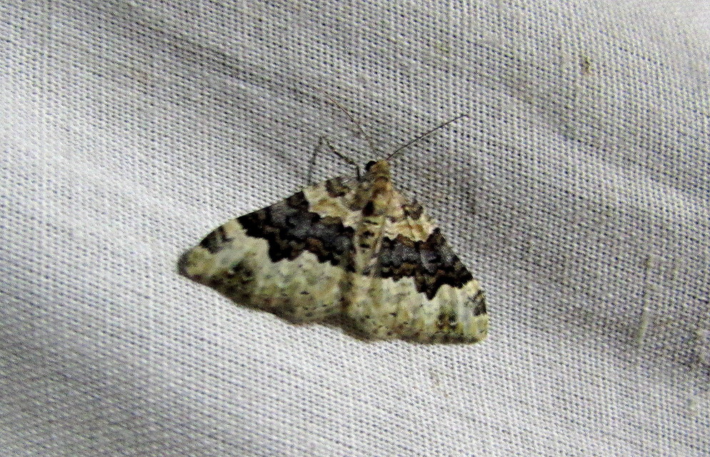 Epirrhoe galiata - sávos galajaraszoló