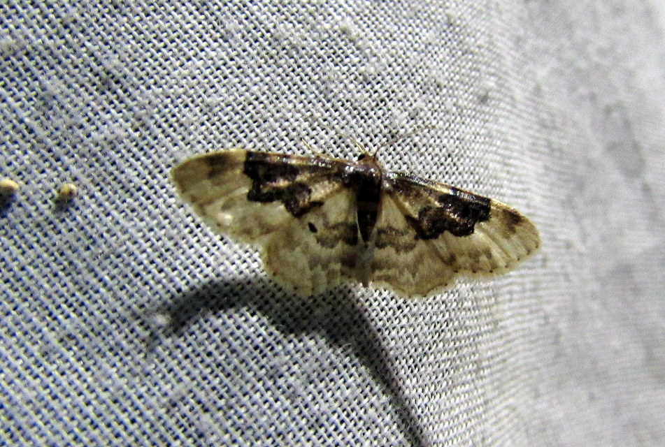 Idaea rusticata - tarka apróaraszoló