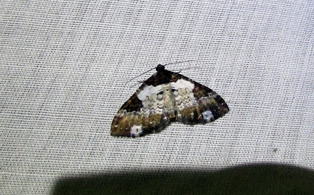 Melanthia procellata - hullámos tarkaaraszoló