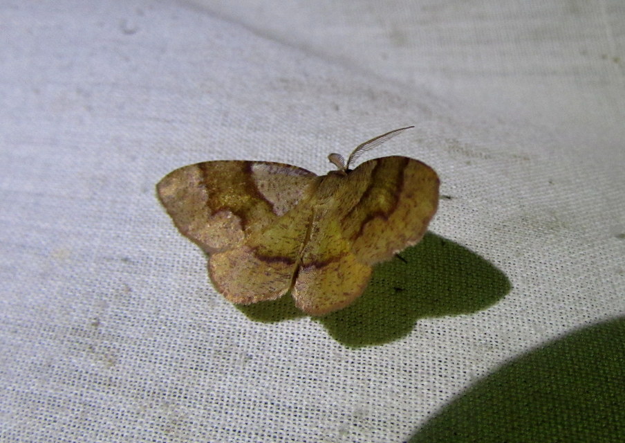 Plagodis pulveraria - szemcsés araszoló