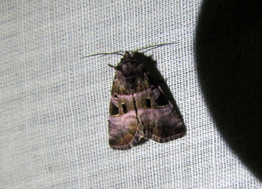 Eucarta amethystina - ametisztbagoly