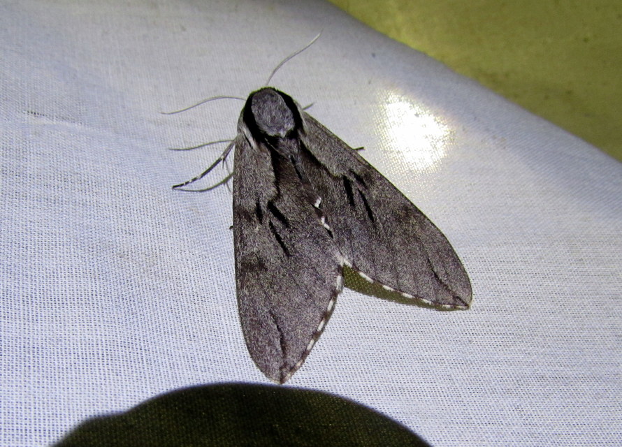 Hyloicus pinastri - fenyőszender