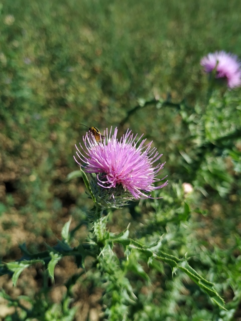 Diabrotica virgifera - amerikai kukoricabogár