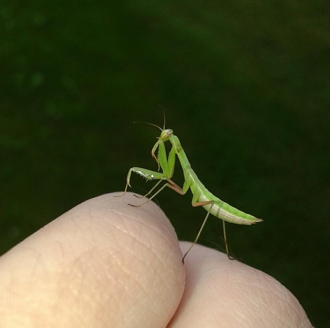 Mantis religiosa - imádkozósáska