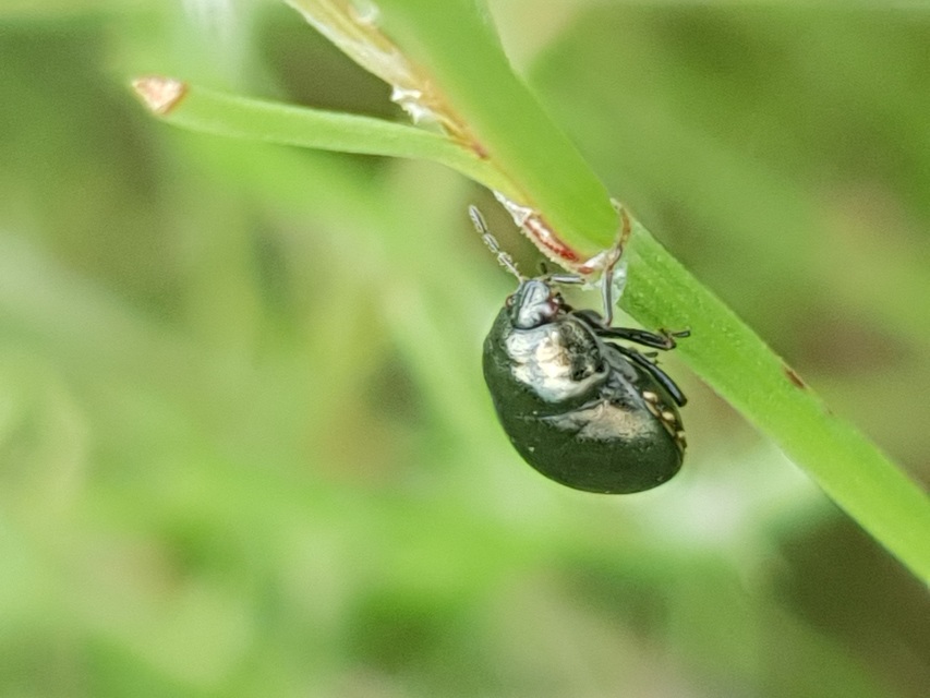 Coptosoma scutellatum - bödepoloska Coptosoma scutellatum - bödepoloska
