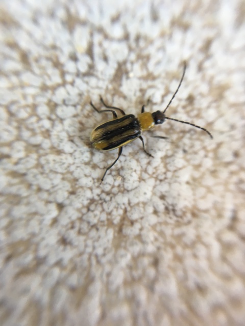 Diabrotica virgifera - amerikai kukoricabogár