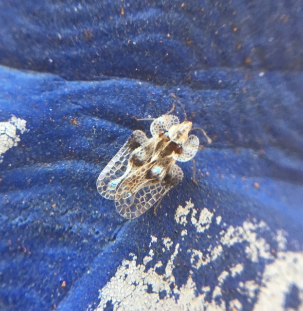 Corythucha arcuata - tölgy-csipkéspoloska