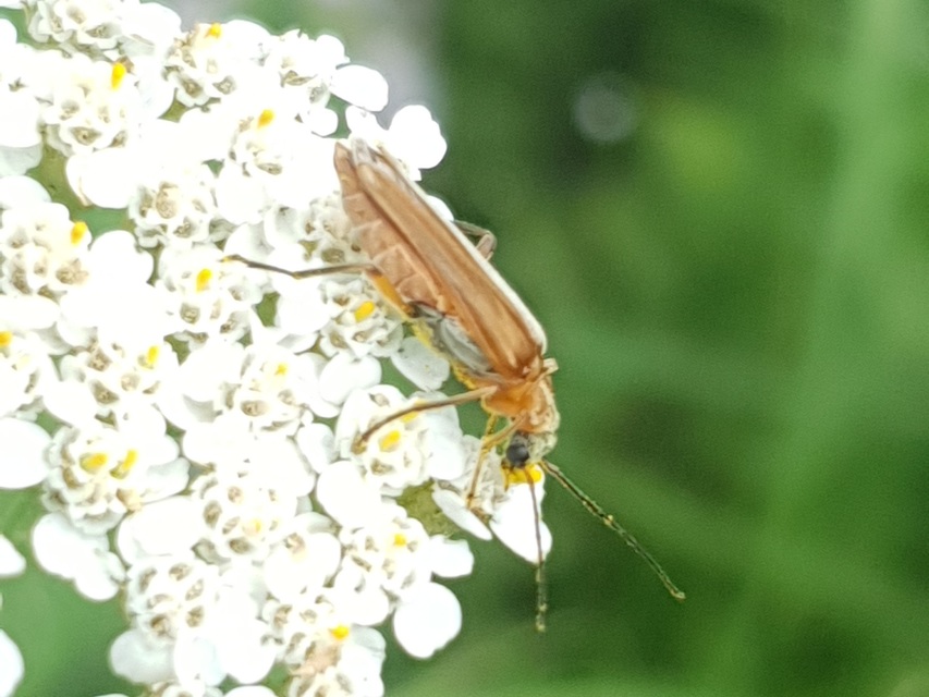 Oedemera podagrariae - székfű-álcincér