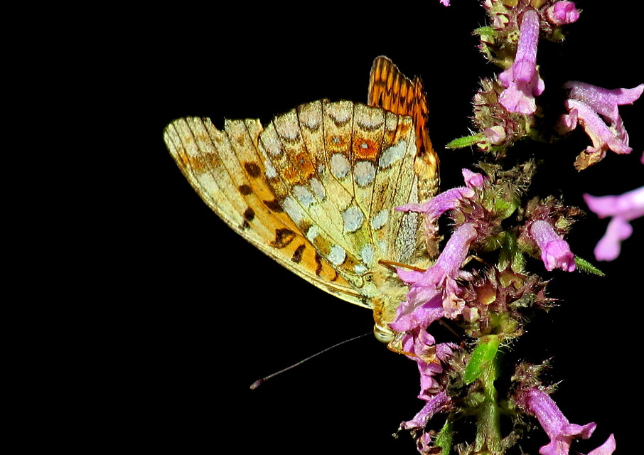 Argynnis adippe - ezüstös gyöngyházlepke