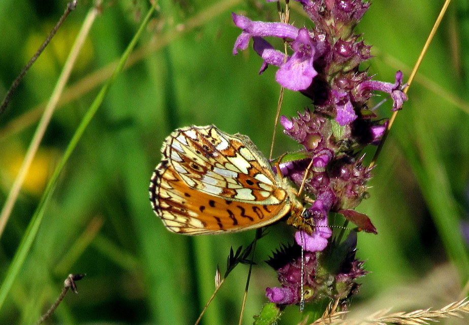 Boloria selene - fakó gyöngyházlepke