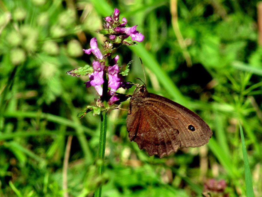 Minois dryas - fekete szemeslepke