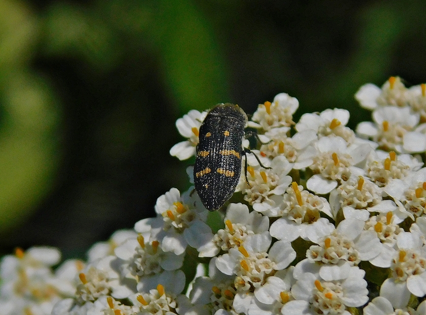 Acmaeoderella flavofasciata - sárgacsíkos zömökdíszbogár