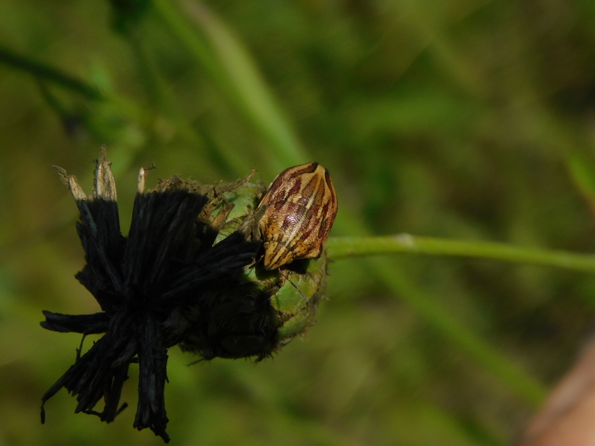 Odontotarsus purpureolineatus - tarka pajzsospoloska