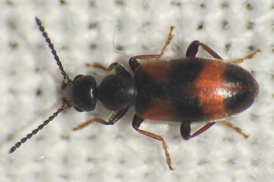 Anthicus antherinus - közönséges fürgebogár