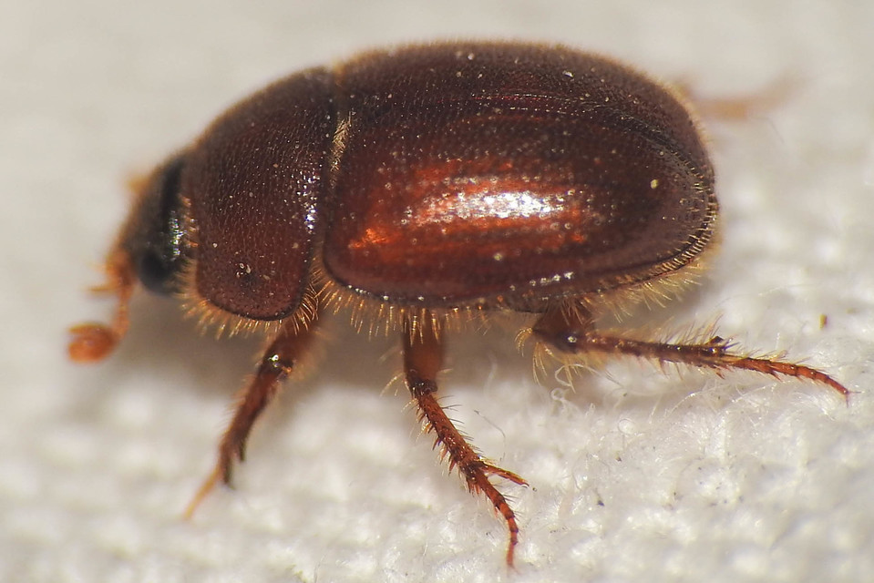 Ochodaeus chrysomeloides - alkonyati homoktúróbogár Ochodaeus chrysomeloides - alkonyati homoktúróbogár