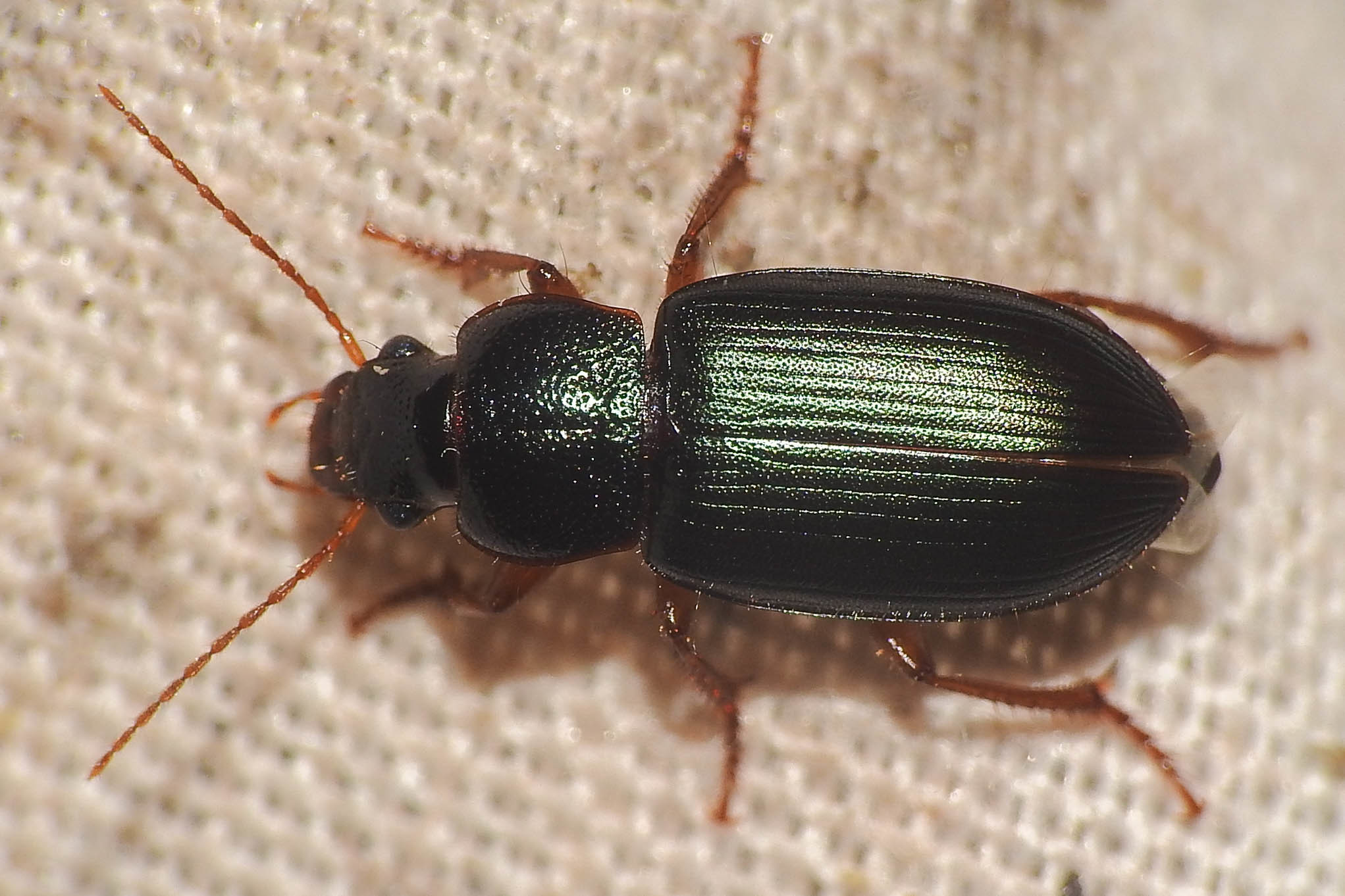 Ophonus azureus - azúrkék bársonyfutó