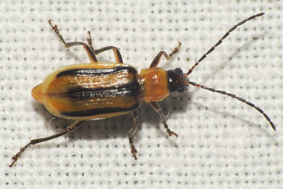 Diabrotica virgifera - amerikai kukoricabogár