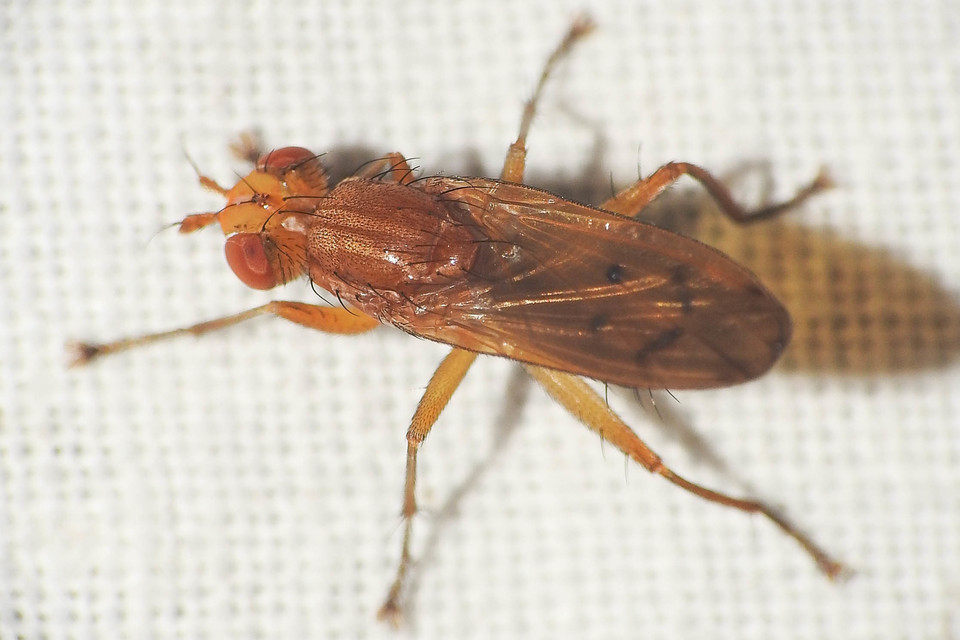 Tetanocera