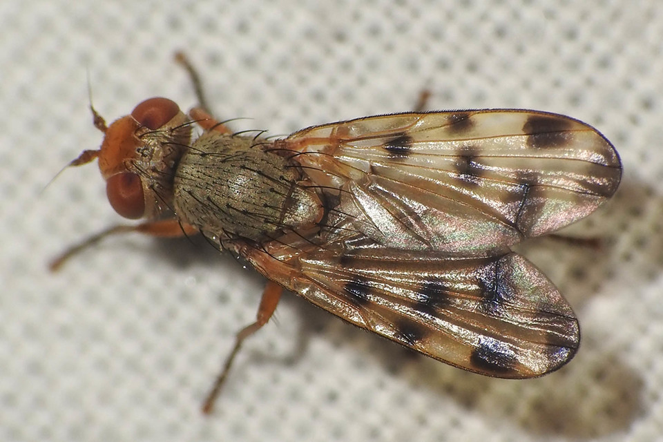 Melieria